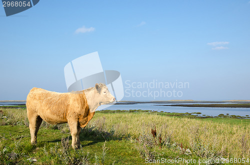 Image of Beautiful sunlit cow