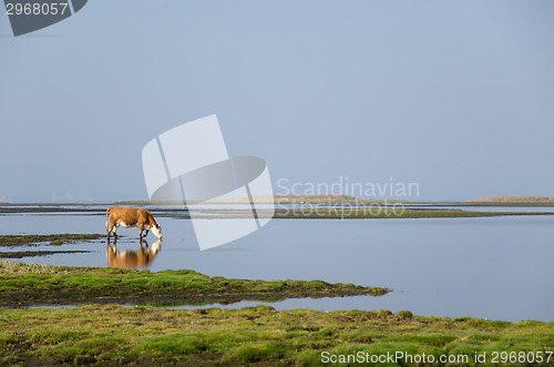 Image of Cow drinking water