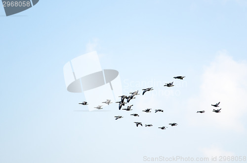 Image of Geese formation