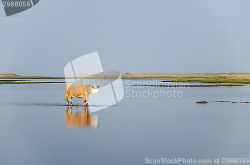 Image of Calm water with walking cow