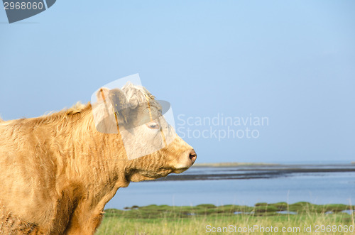 Image of Bright Cow Portrait