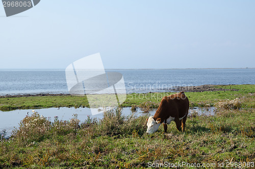 Image of Grazing cow by the coast