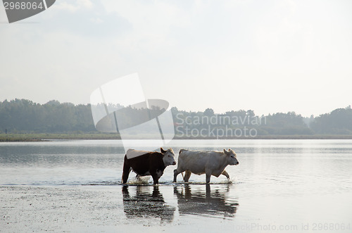 Image of Cattle walking in water