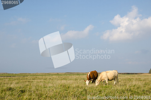 Image of Idyllic view at a pastureland with grazing cows