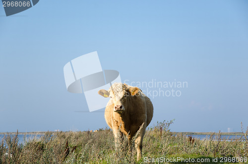 Image of Curious Cow