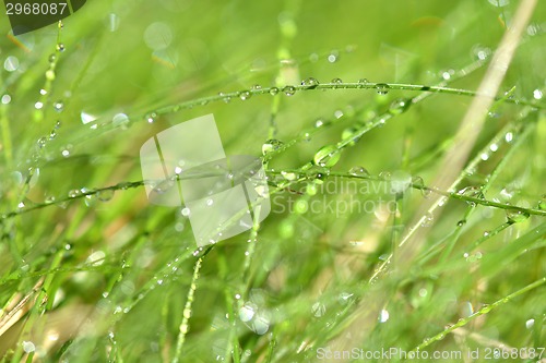Image of green grass with water drops texture for background