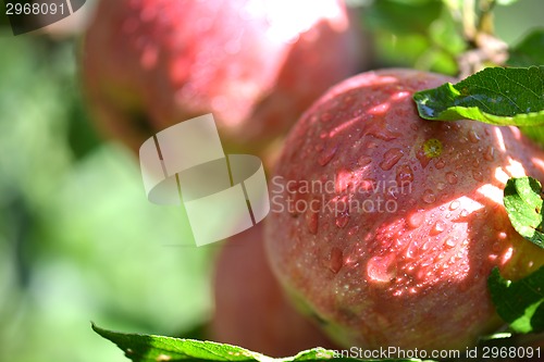 Image of Red apples with water drops on apple tree branch