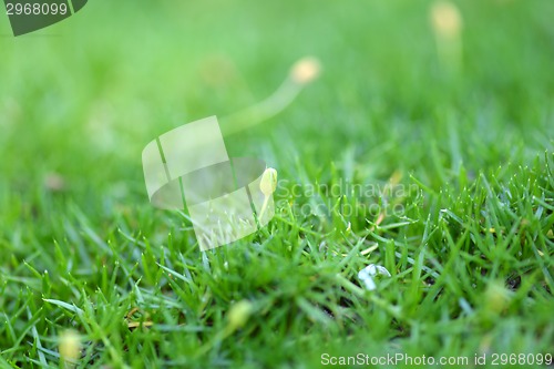 Image of green grass texture for background