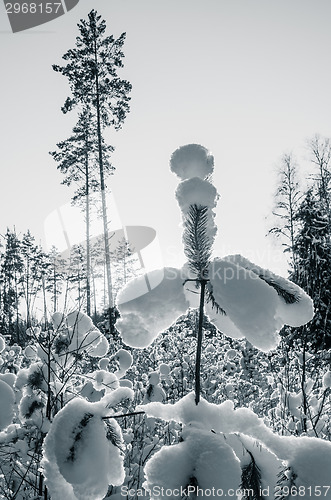 Image of Beautiful freakish snowdrifts on young pines