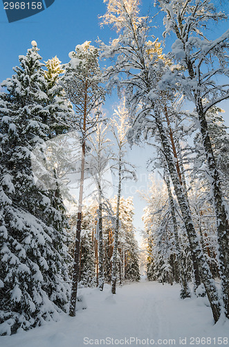 Image of Winter snow covered trees against the blue sky. Viitna, Estonia.