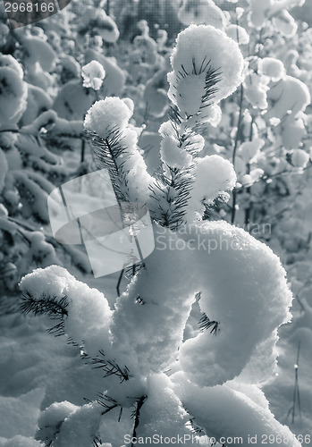 Image of Beautiful freakish snowdrifts on young pines