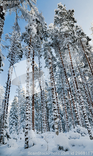 Image of Winter snow covered trees against the blue sky. Viitna, Estonia.