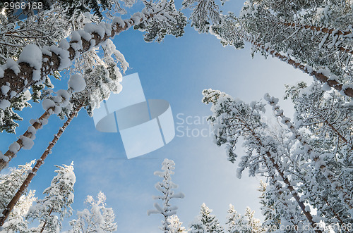 Image of Winter snow covered trees against the blue sky. Viitna, Estonia.