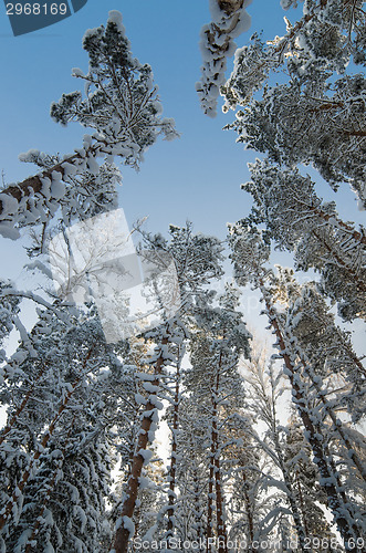 Image of Winter snow covered treetops against the blue sky. Viitna, Eston