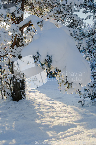 Image of Winter snow covered trees against the blue sky. Viitna, Estonia.