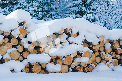 Image of The cut logs in a winter wood under snowdrifts