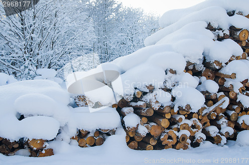 Image of The cut logs in a winter wood under snowdrifts