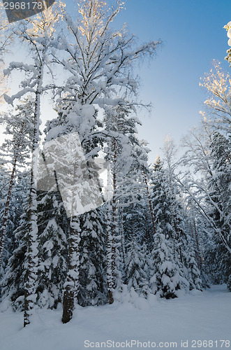 Image of Winter snow covered trees against the blue sky. Viitna, Estonia.