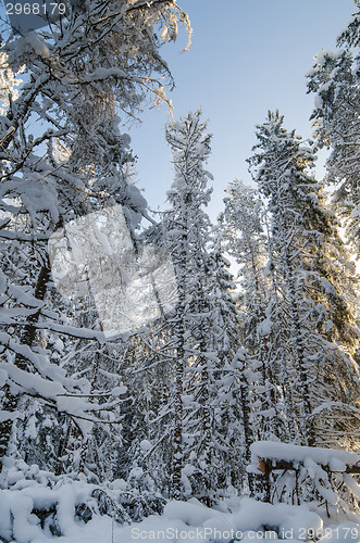 Image of Winter snow covered trees against the blue sky. Viitna, Estonia.