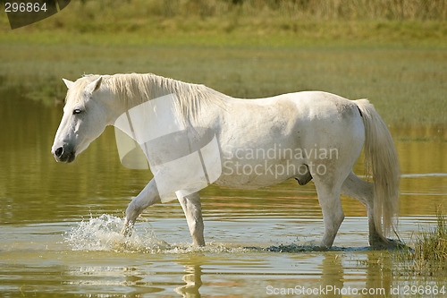 Image of White Horse