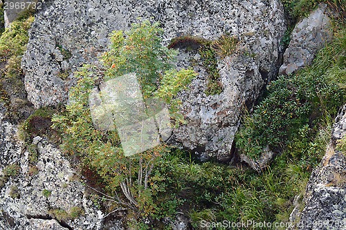 Image of young ashberry growing in the mountains