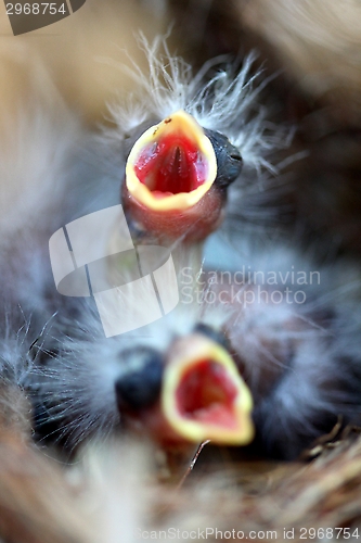 Image of Baby Birds