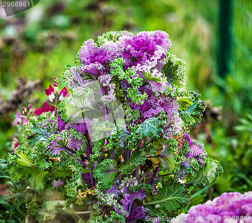 Image of beautiful blooming decorative cabbage