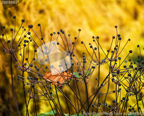 Image of anemone flower