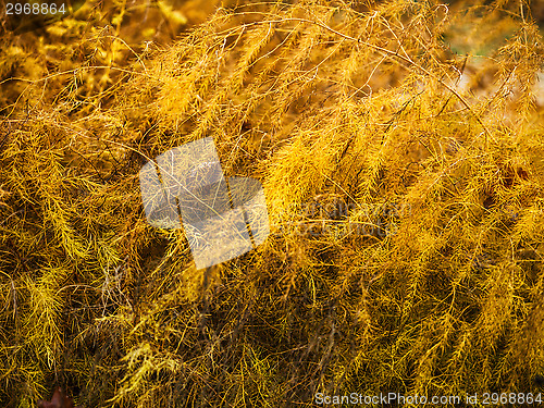 Image of yellow autumn asparagus background