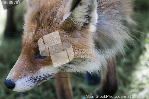 Image of red fox head