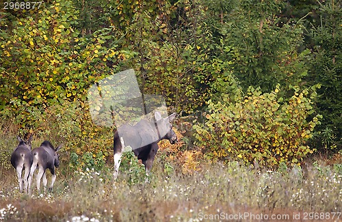 Image of moose family