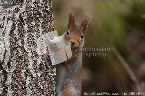 Image of red squirrel