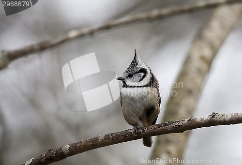 Image of crested tit