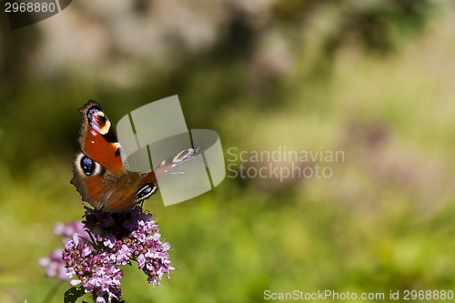 Image of peacock butterfly