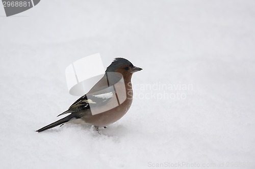 Image of male chaffinch