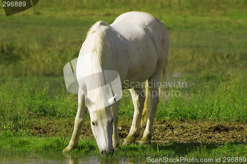 Image of White horse