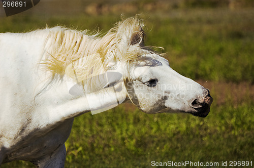 Image of White horse