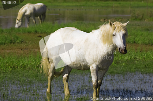 Image of White horses