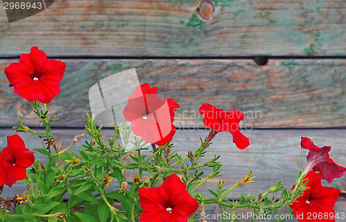 Image of Bright red petunias in the background out of focus wooden planks