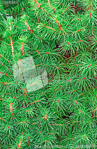 Image of Juniper greens closeup as background