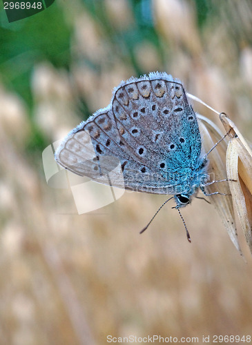 Image of Butterfly blue lycaenidae at the ripe oats