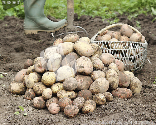 Image of Freshly harvested potatoes