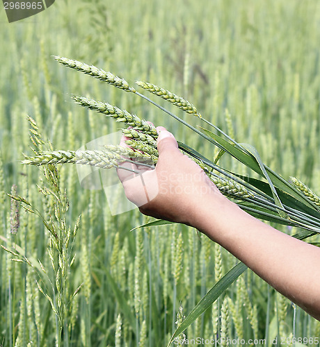 Image of Wheat ears woman hand