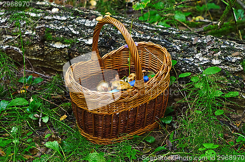 Image of Basket with mushrooms in the forest