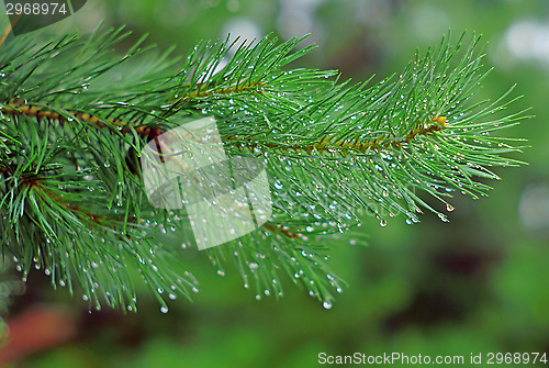 Image of Pine branch in rain drops closeup