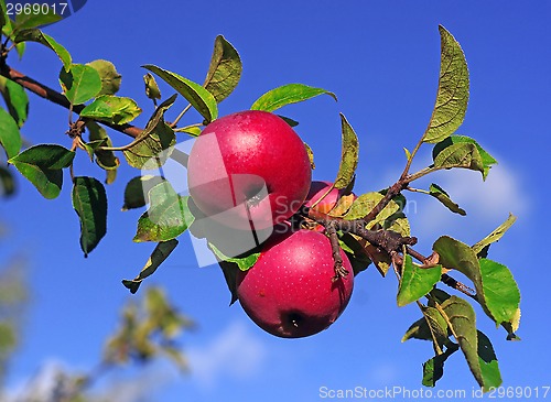 Image of Red apples on a branch against the blue sky