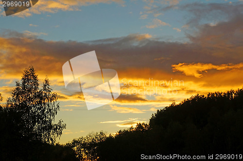 Image of Black silhouettes of trees on a background of a bright sunset sk