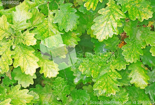 Image of Yellowing foliage of oak close-up as background