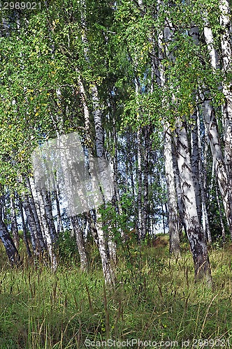 Image of Birch grove in summer