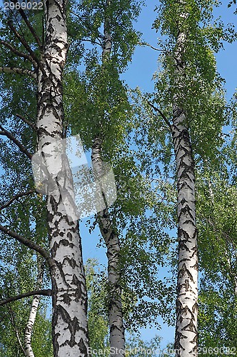 Image of Several trunks of birch trees against the blue sky